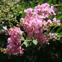 Crape Myrtle (Lavendar)