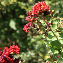 Crape Myrtle (Red)