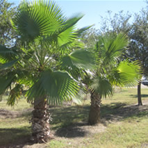 Washingtonia Palm