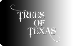 Trees of Texas Logo