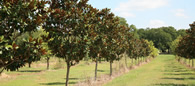 Trees of Texas